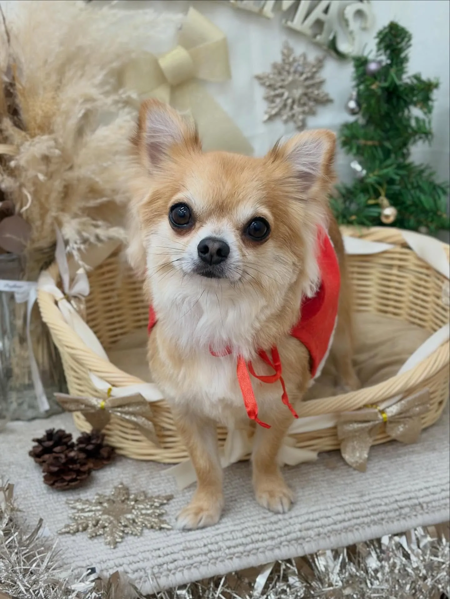 🎄ちゃめるさん＆ちょっぴーさん🎁