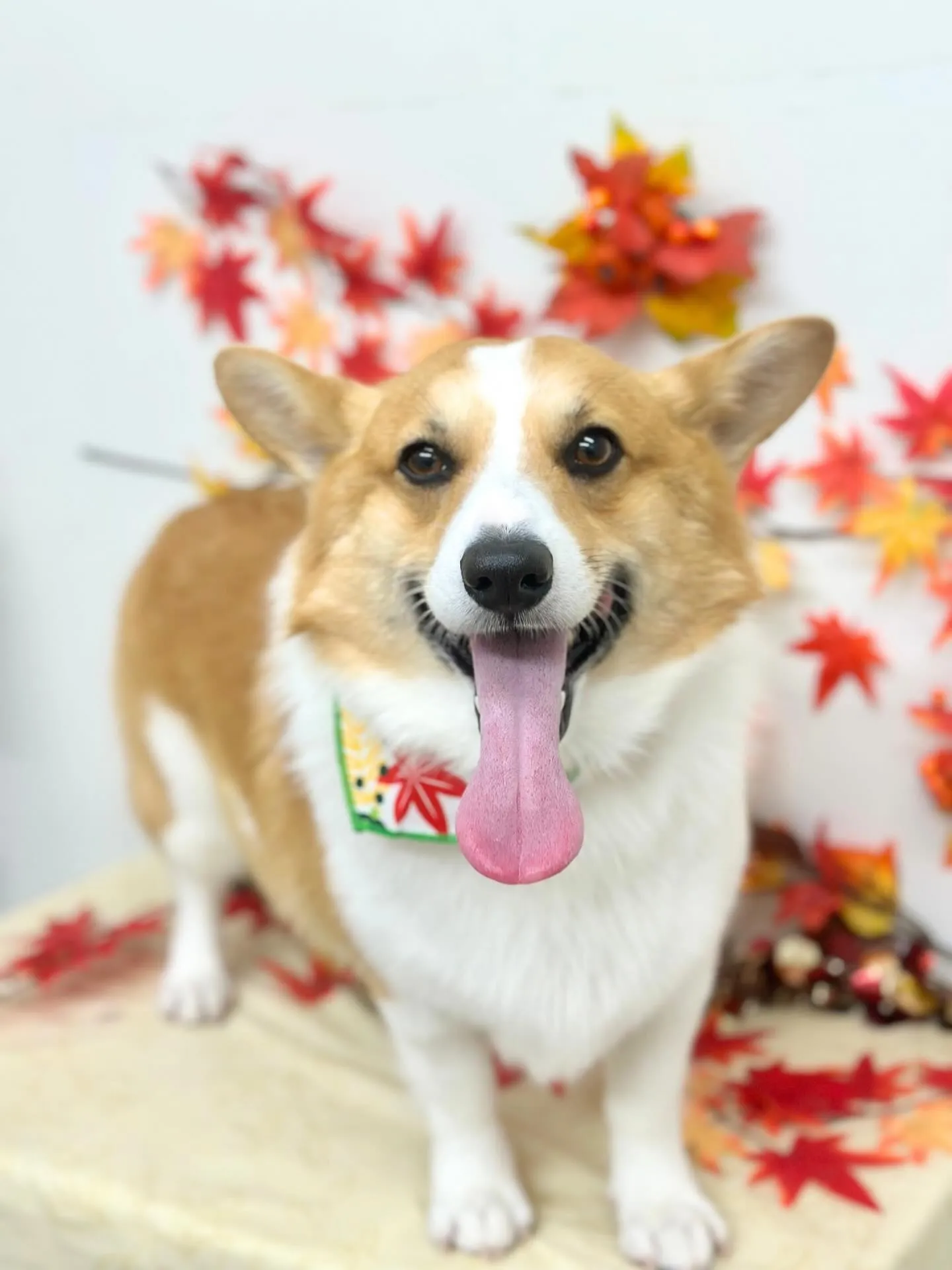 🍁ルイスくん🍁