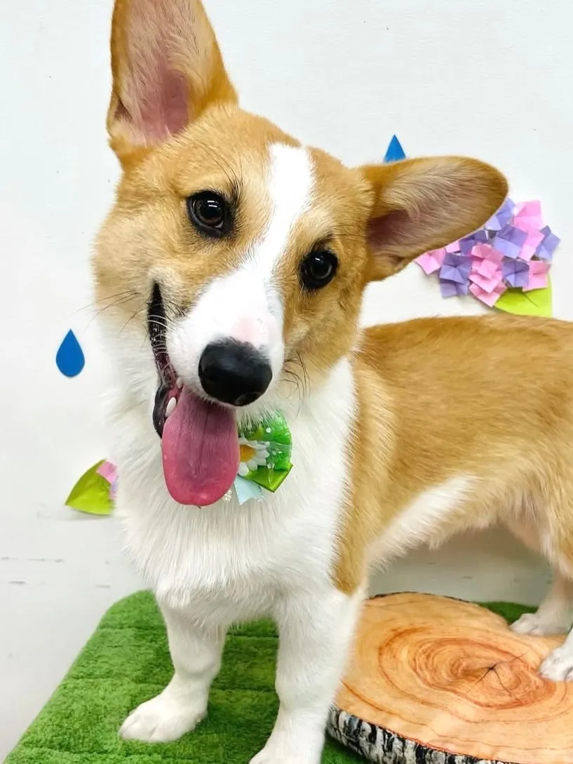 🍁ルイスくん🍁