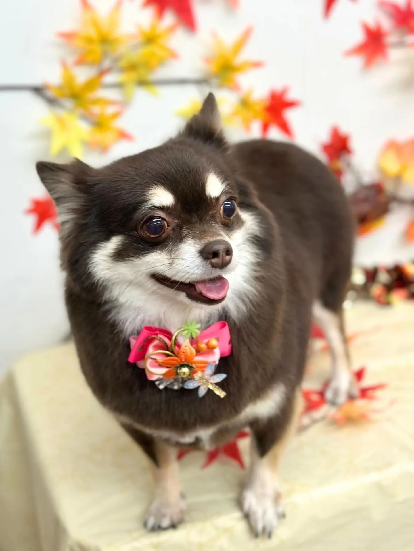 🍁ちっこいちゃん🍁