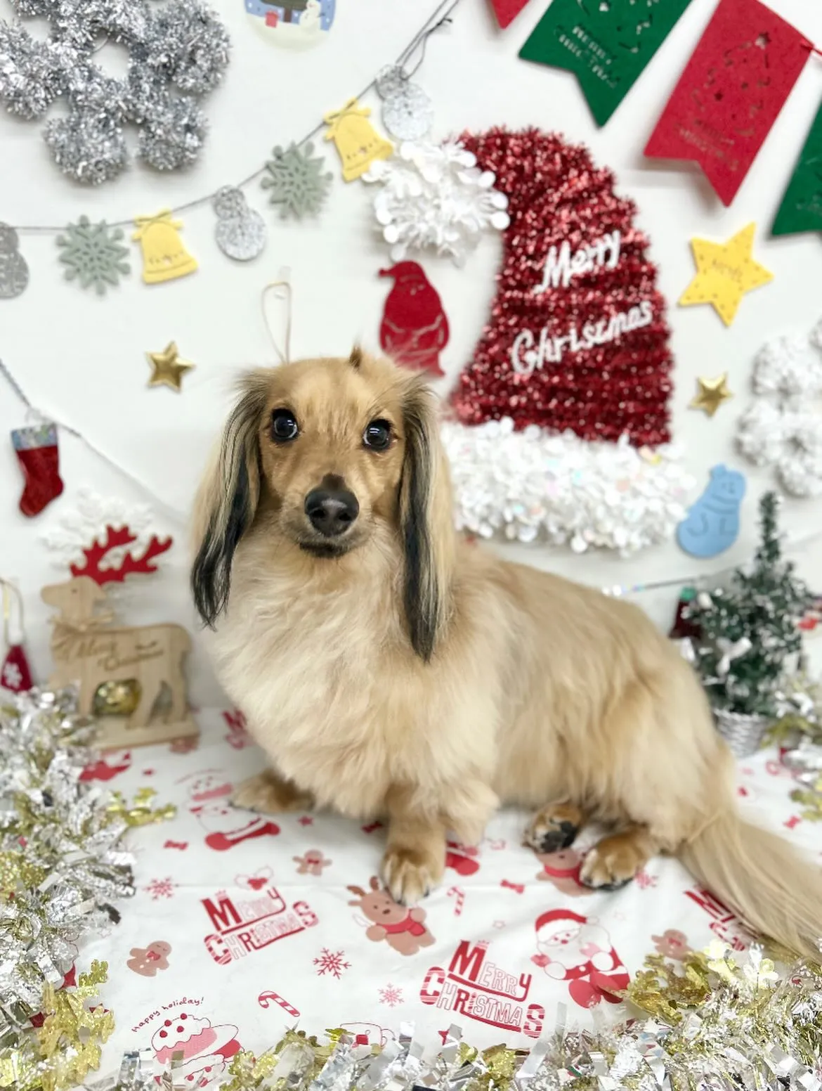 ❄️リュウくん❄️