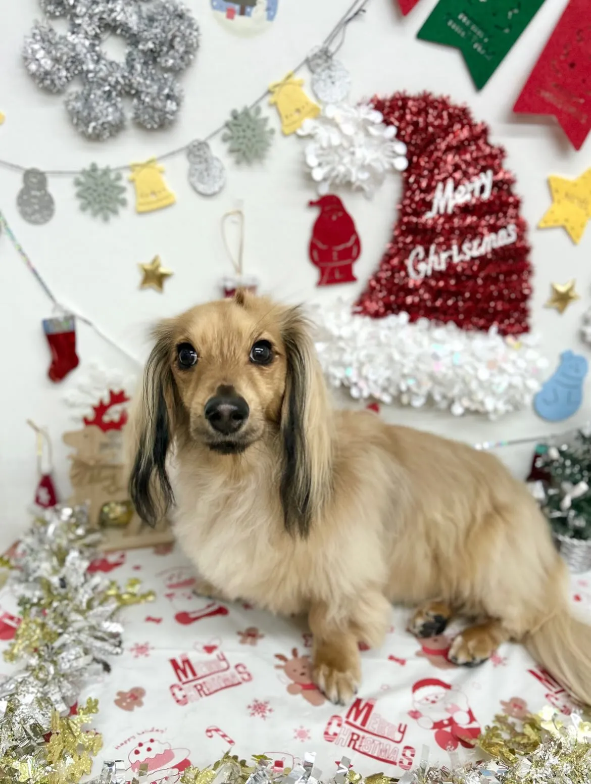 ❄️リュウくん❄️