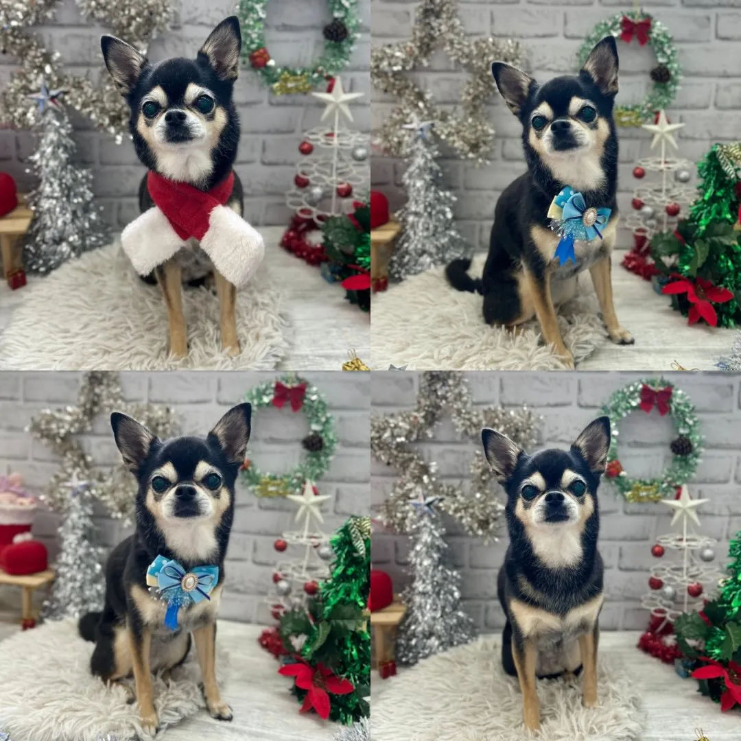 ❄️リボンちゃん❄️