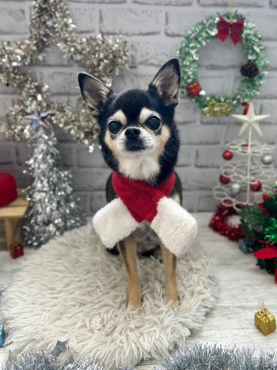 ❄️リボンちゃん❄️