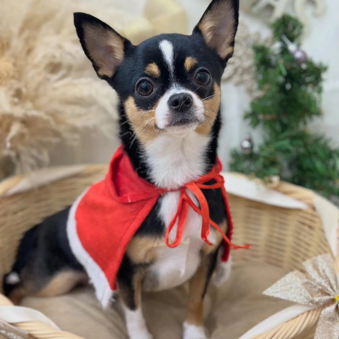 ちょこちゃん🐕✨