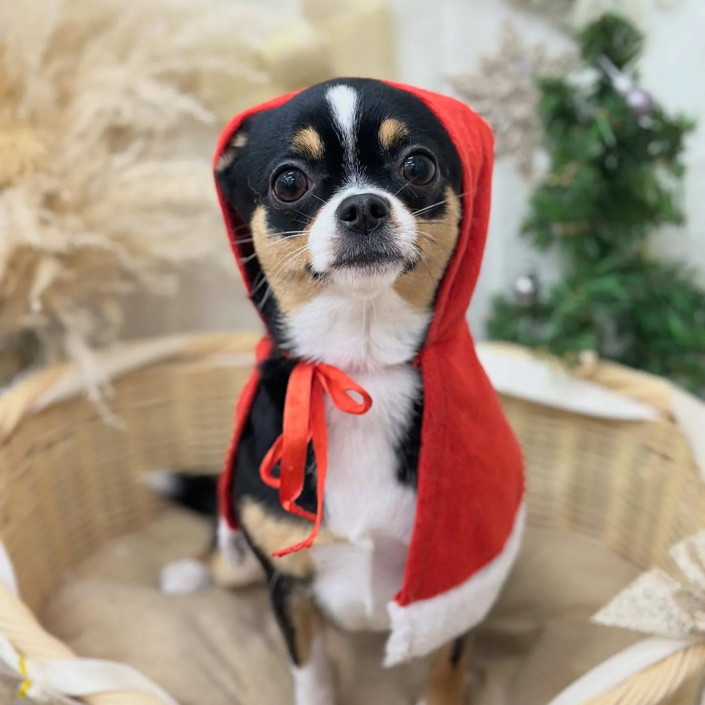 ちょこちゃん🐕✨