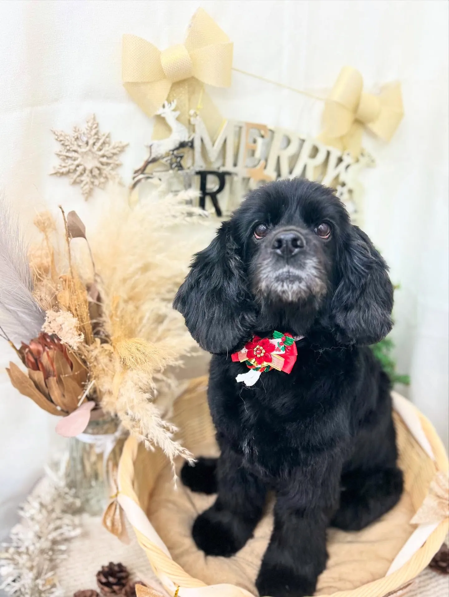 メイサちゃん🎄