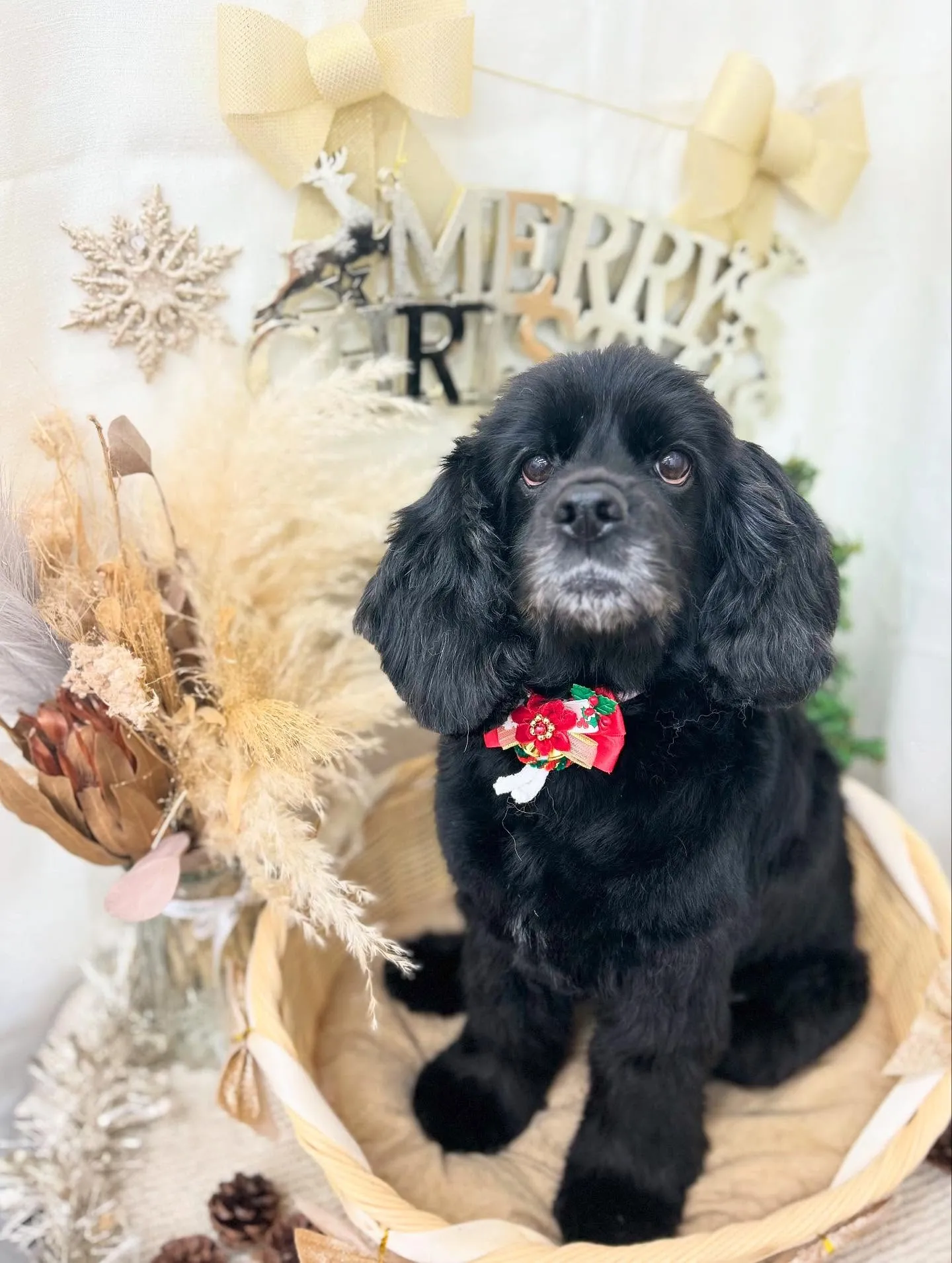 メイサちゃん🎄