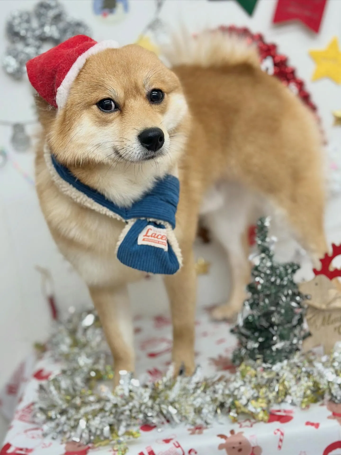 ロキくん🐕🌿