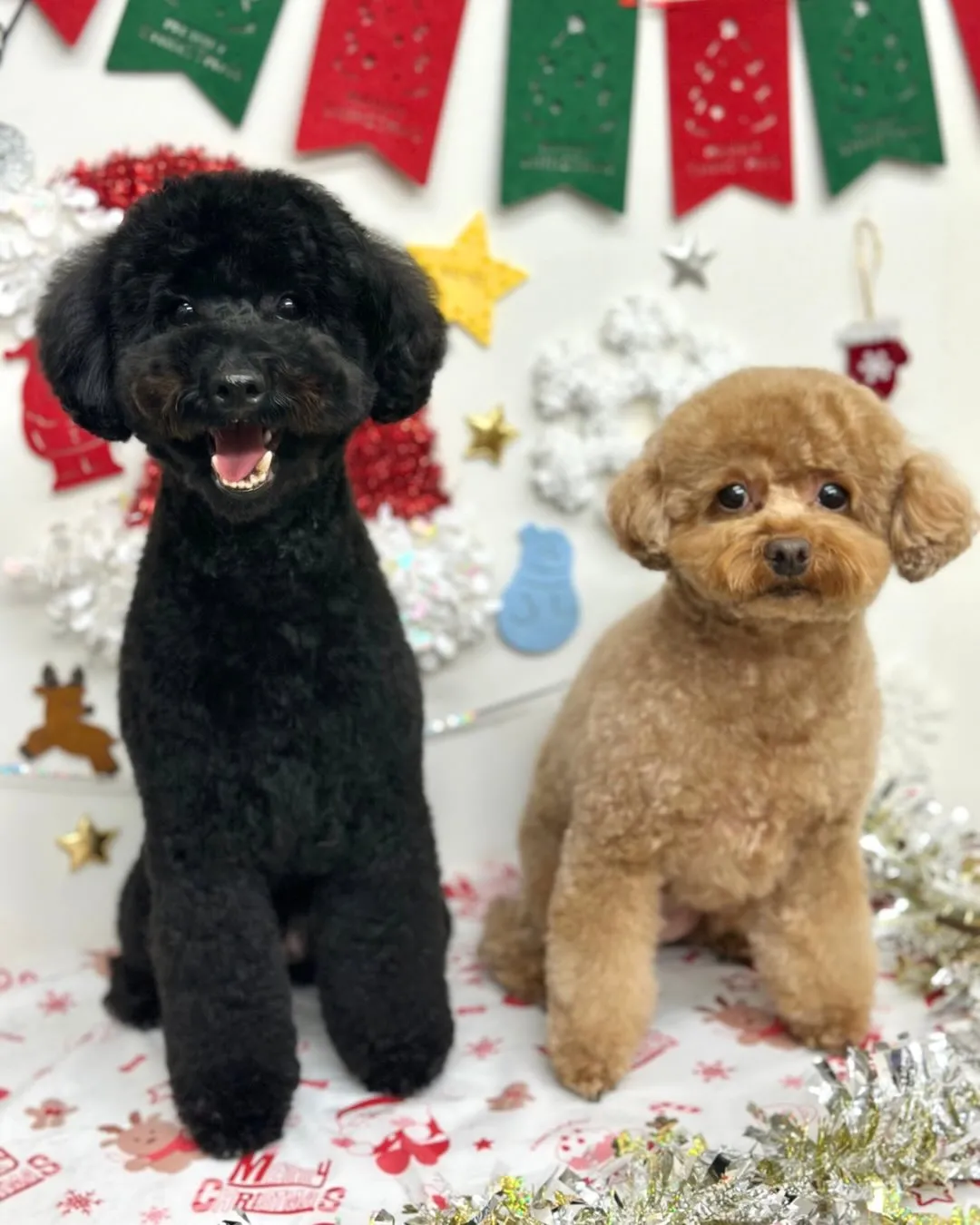 🎄ここちゃん・なぎくん🎄