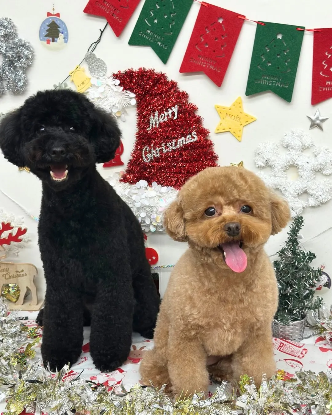 🎄ここちゃん・なぎくん🎄