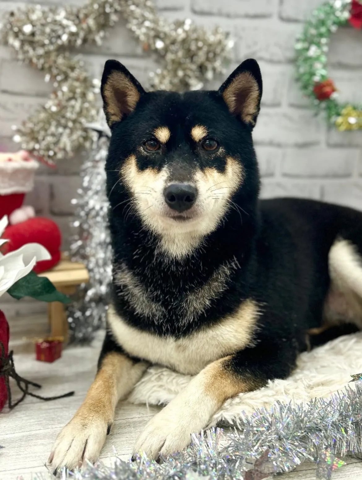 ❄️クロちゃん❄️