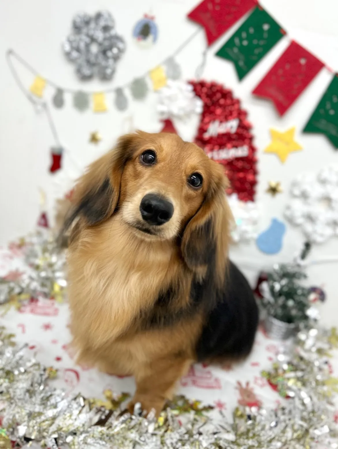 🎅🏻らいぞーくん🎀