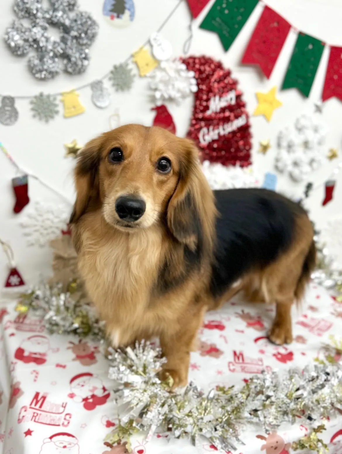 🎅🏻らいぞーくん🎀