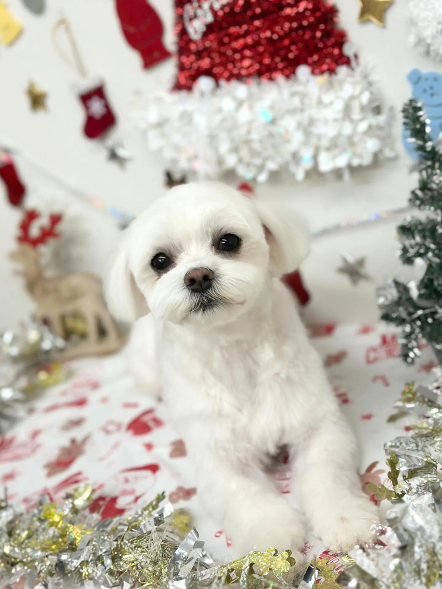 🎄さくちゃん🎄