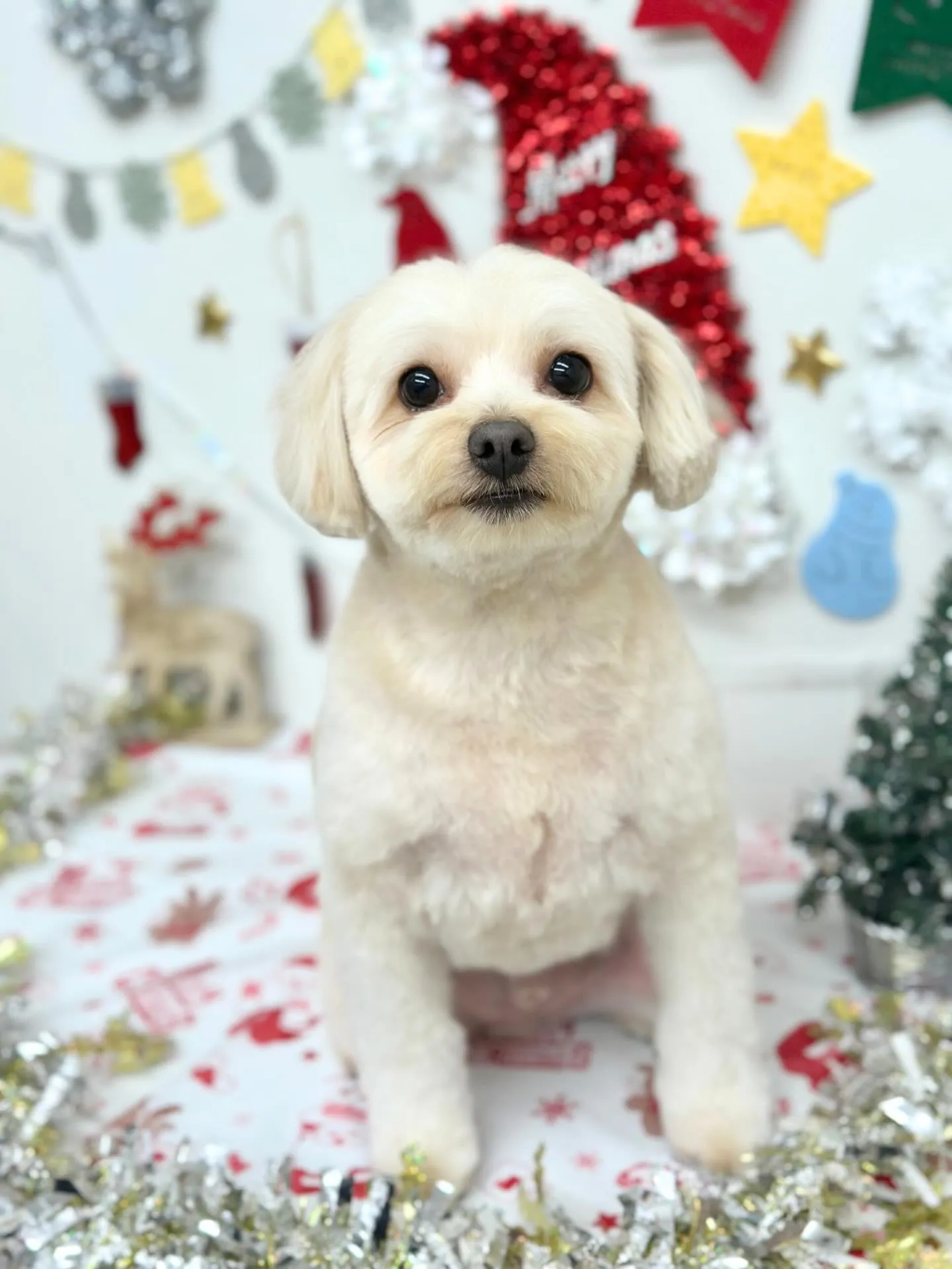 🎄うにくん🎄