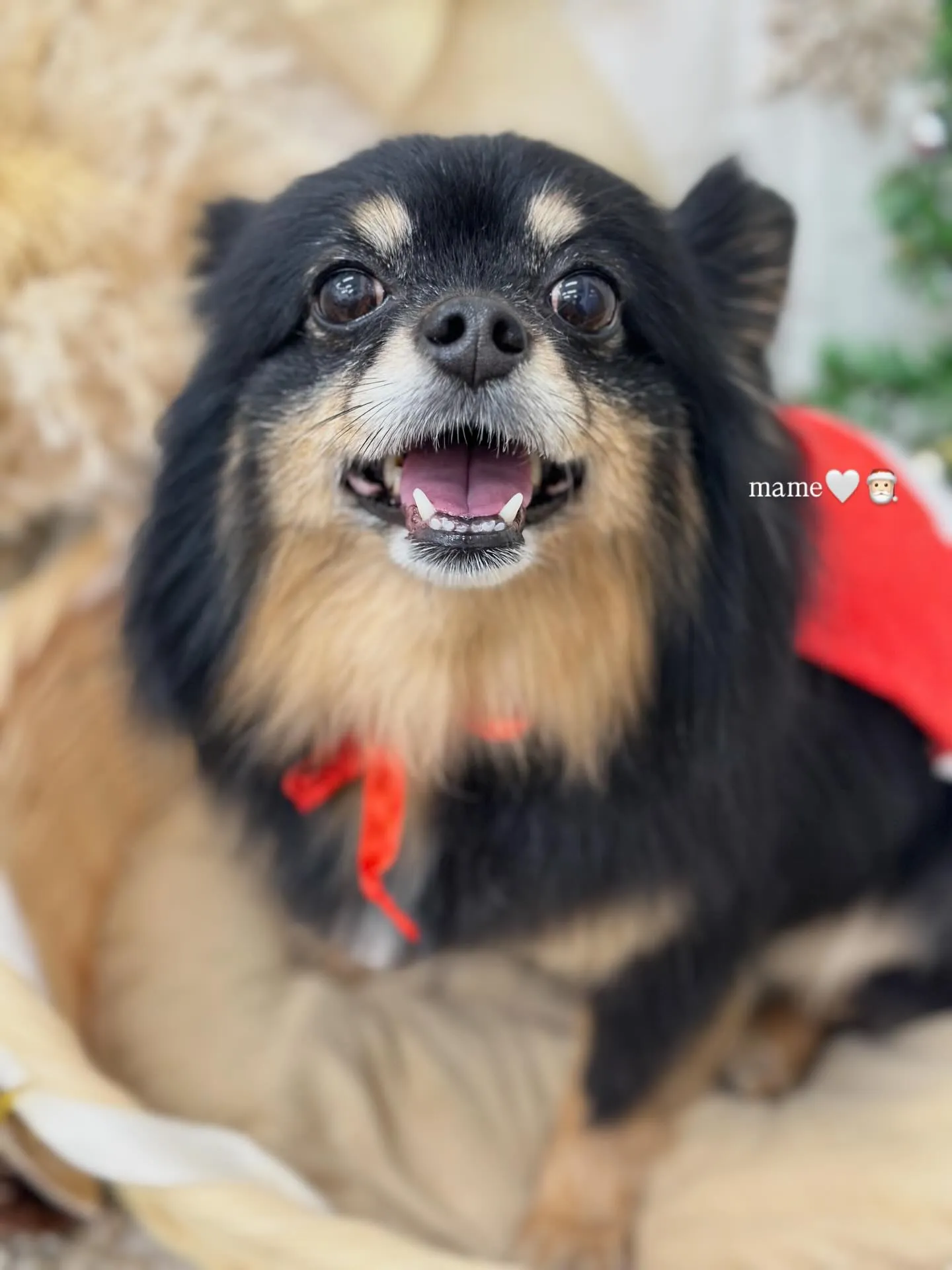 まめサンタ🎅🏻🎀