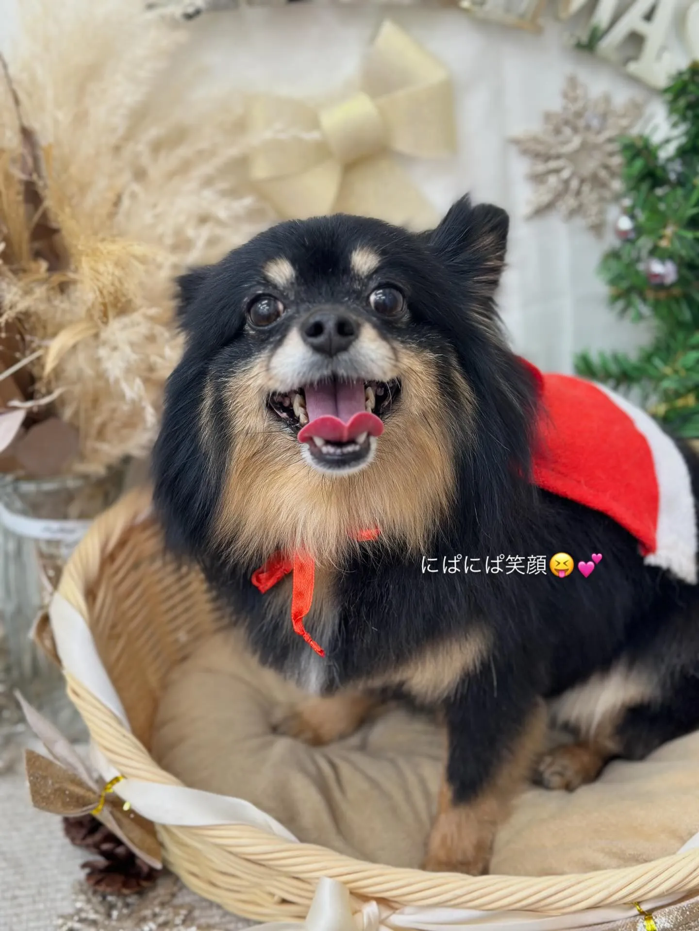 まめサンタ🎅🏻🎀