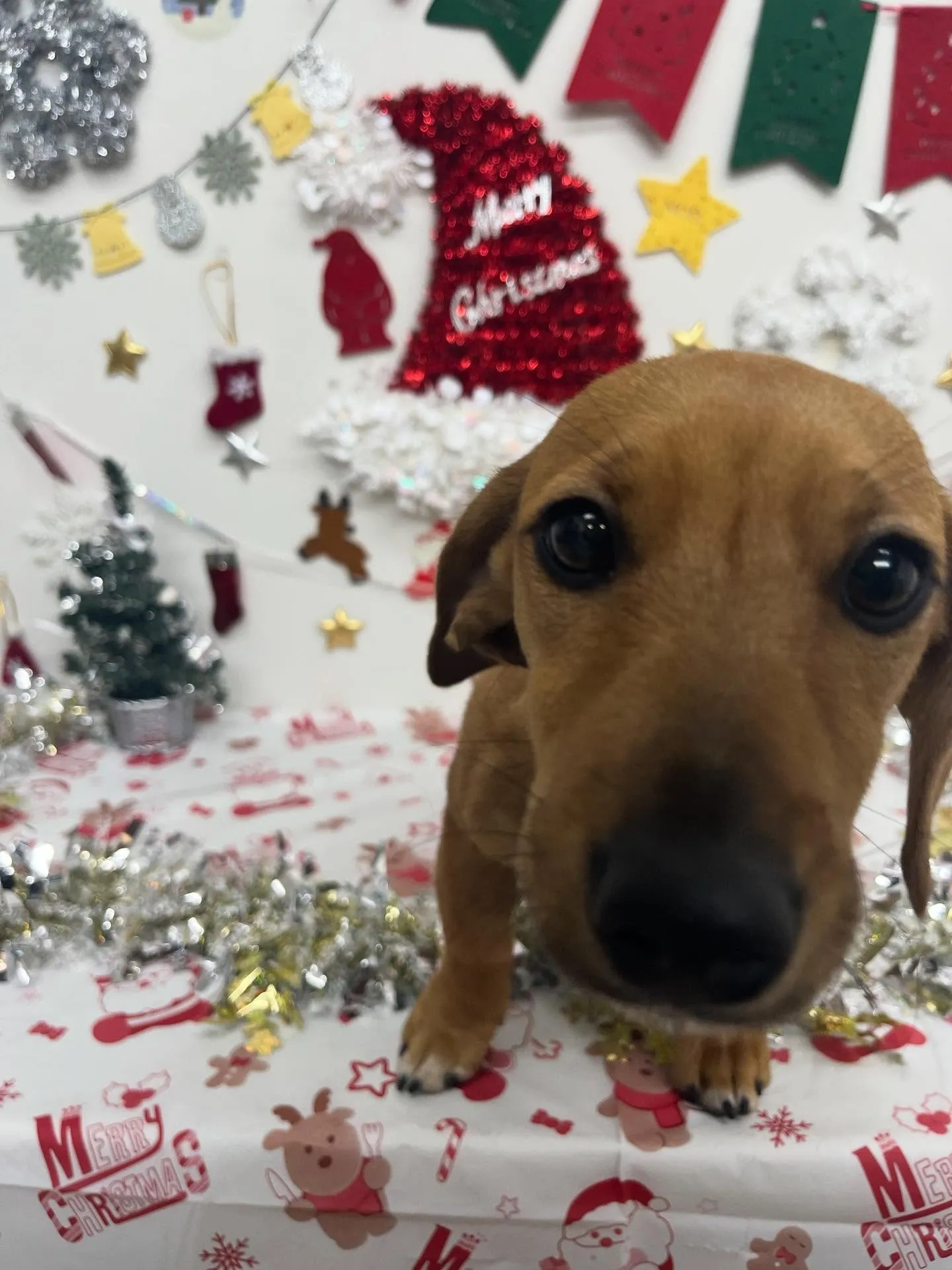 ぴぃちゃん︎💕︎︎