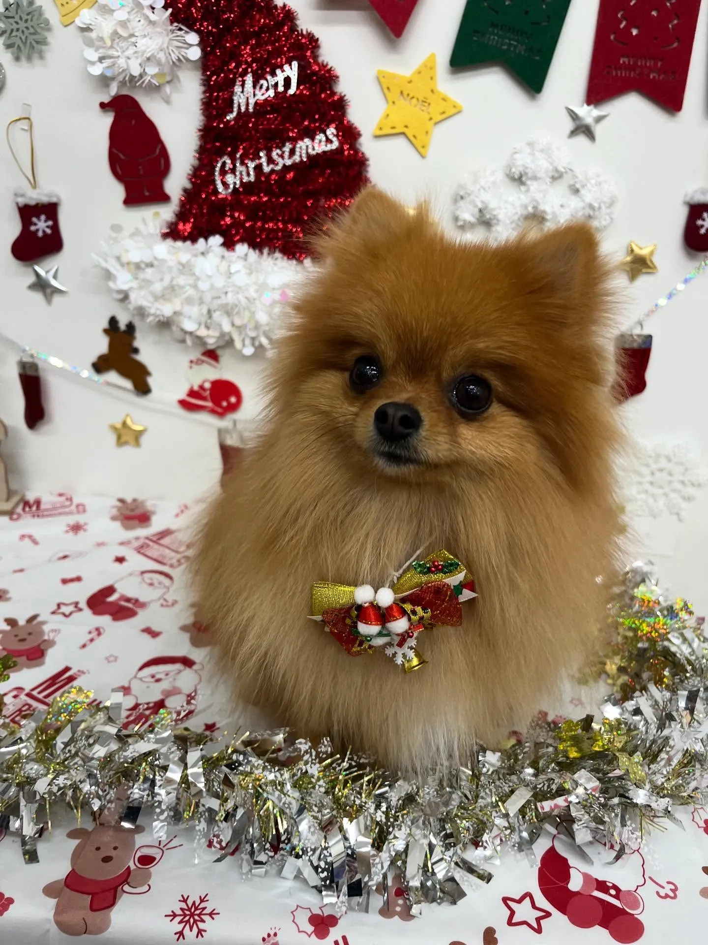 チャイちゃん︎💕︎︎