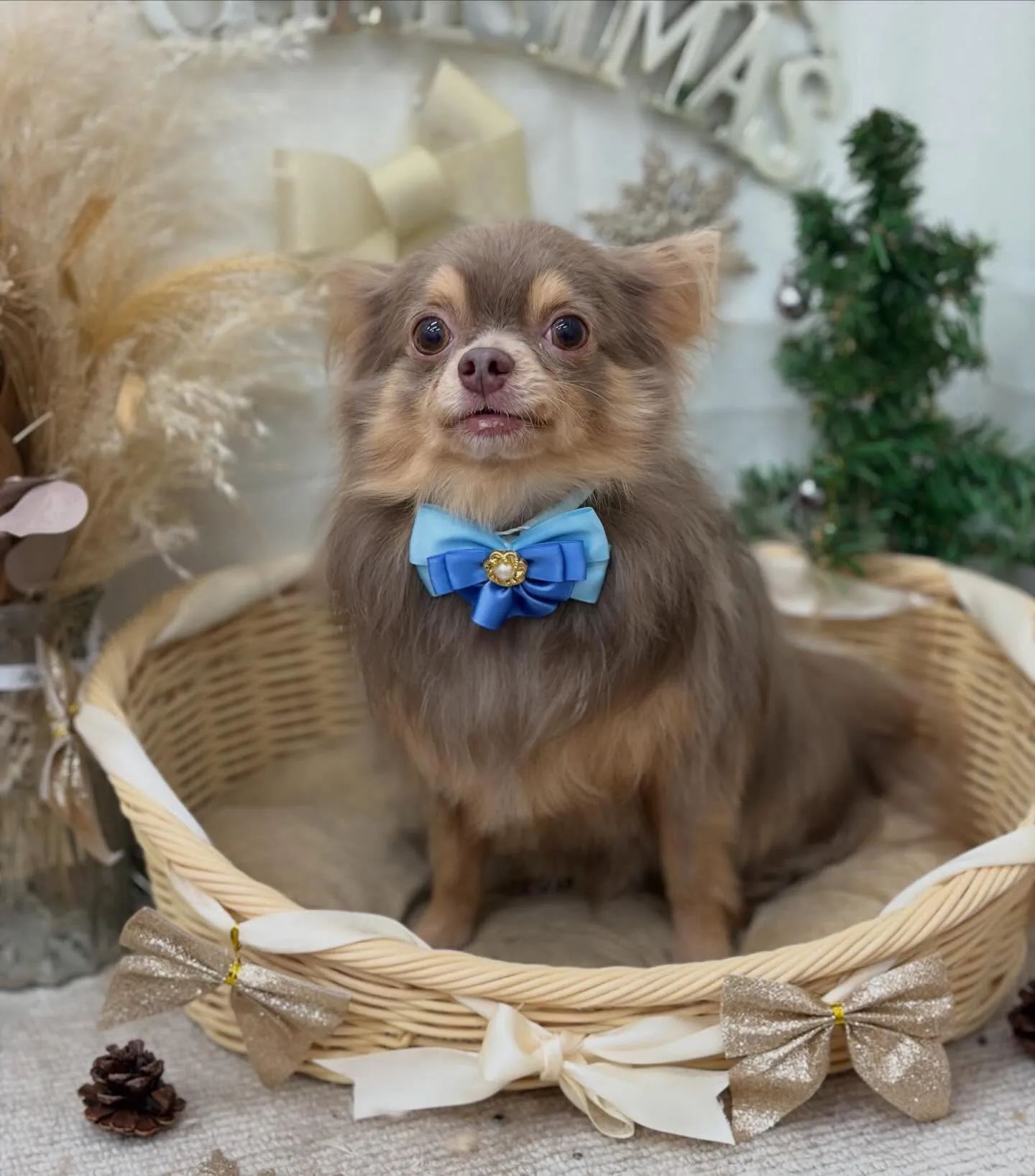 こたろうくん🎄