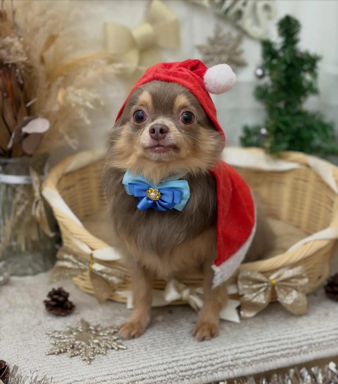 こたろうくん🎄