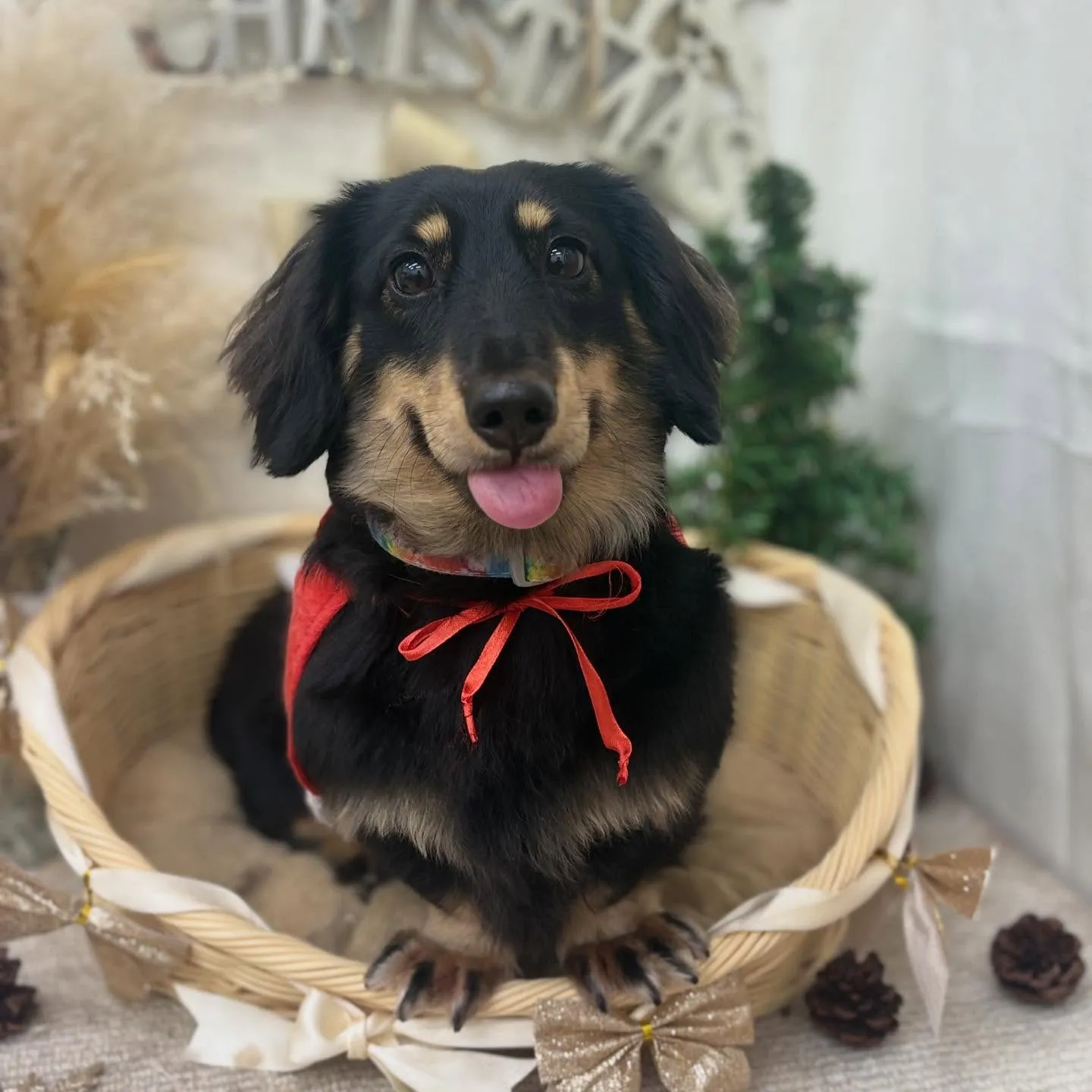 ヴィヴィくん🎅