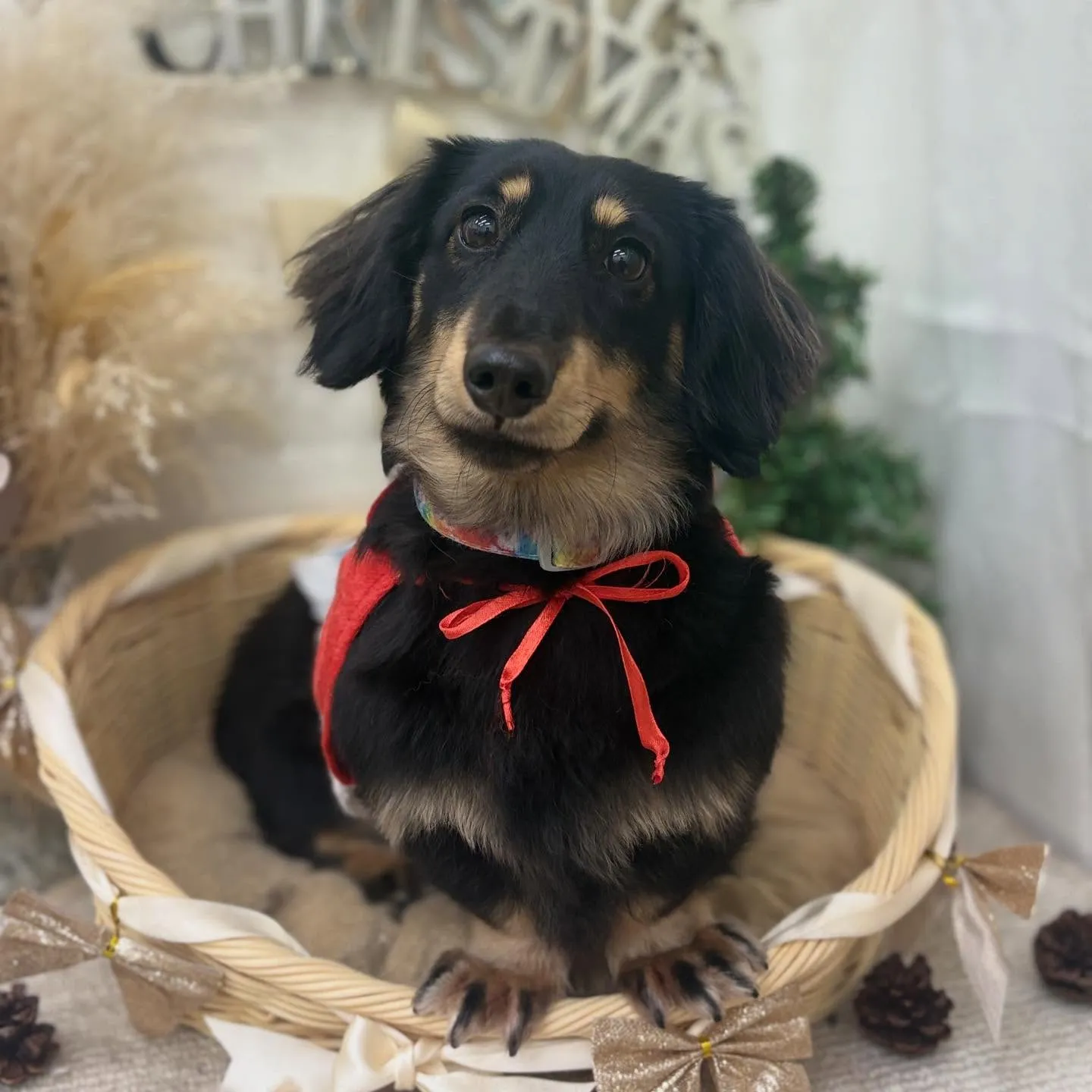 ヴィヴィくん🎅