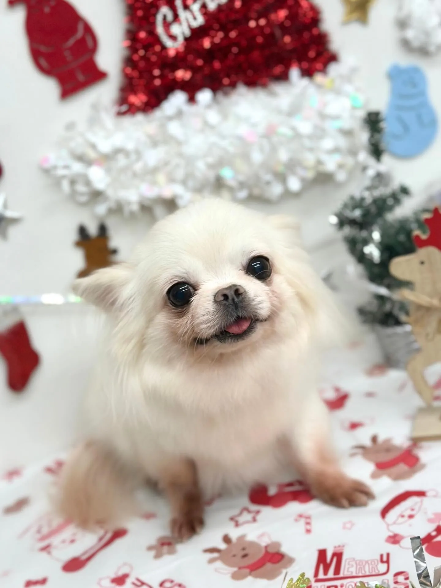 🎄すずちゃん🎄