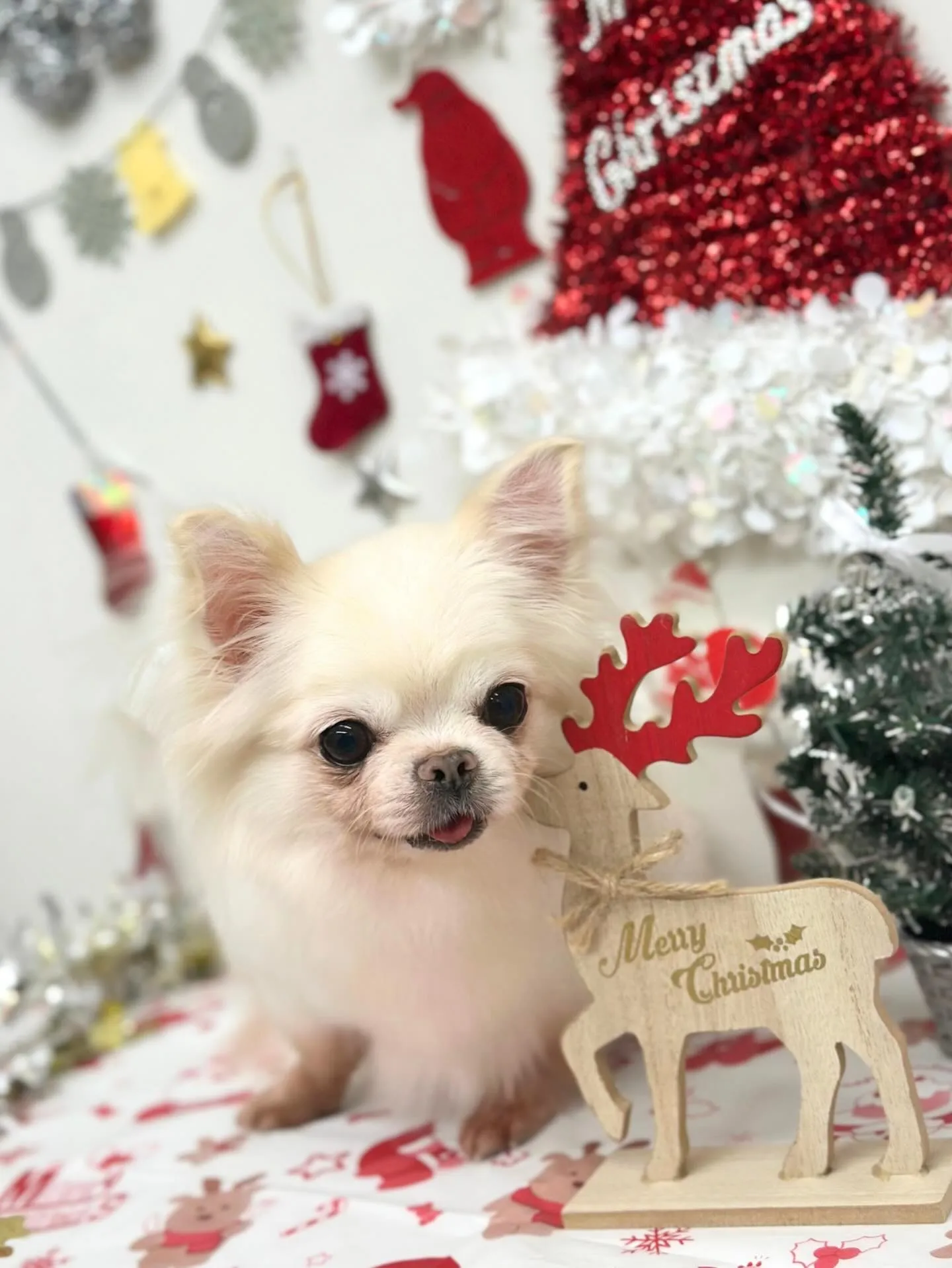 🎄すずちゃん🎄