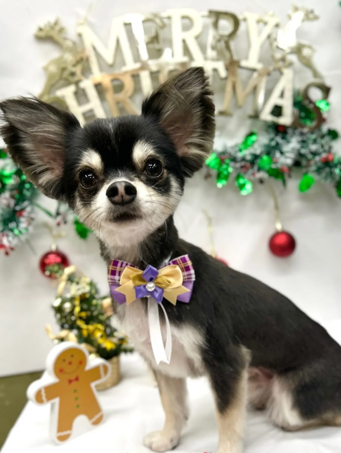 ๐
๐ปใซใคใใ๐