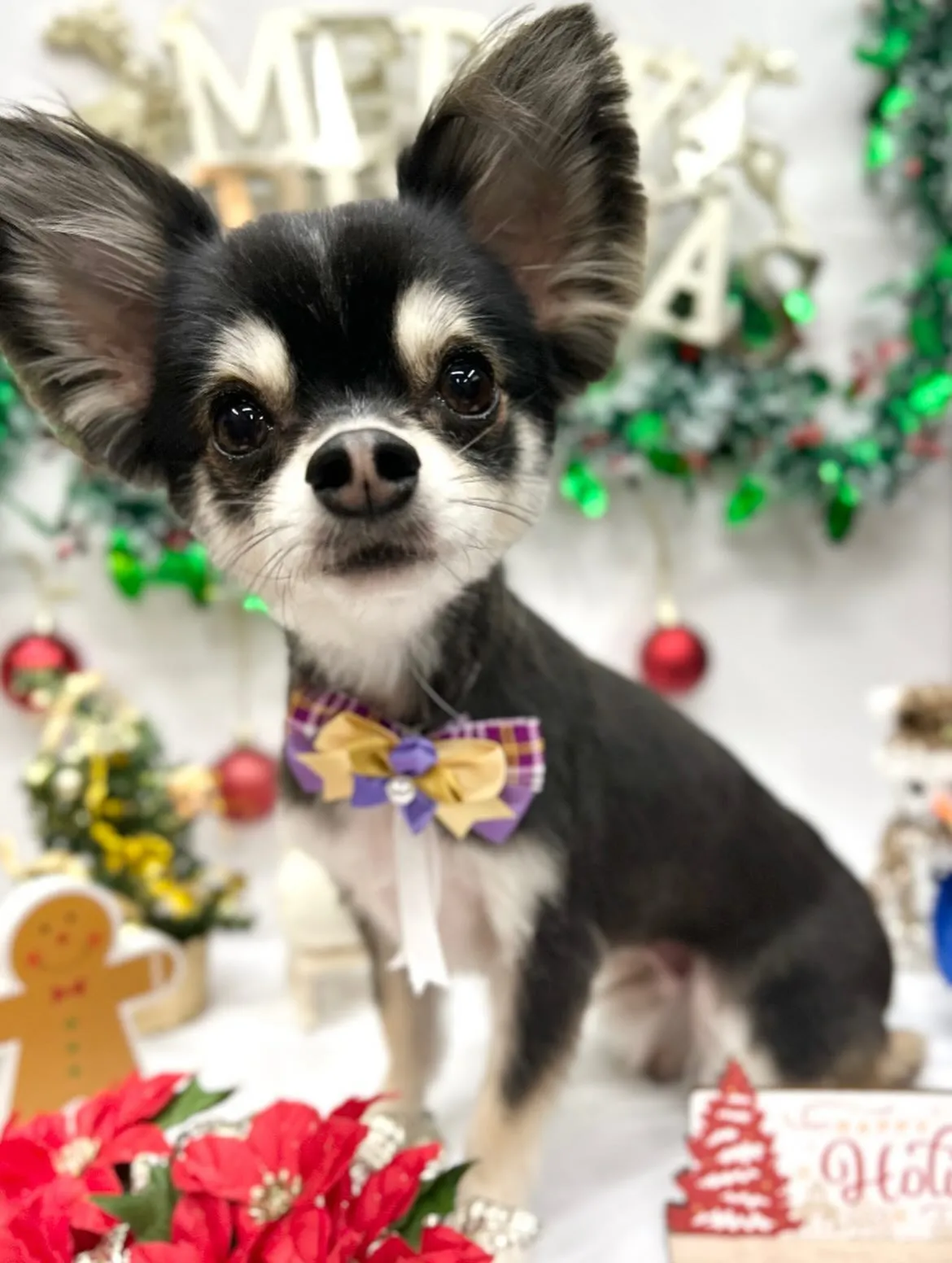 ๐
๐ปใซใคใใ๐