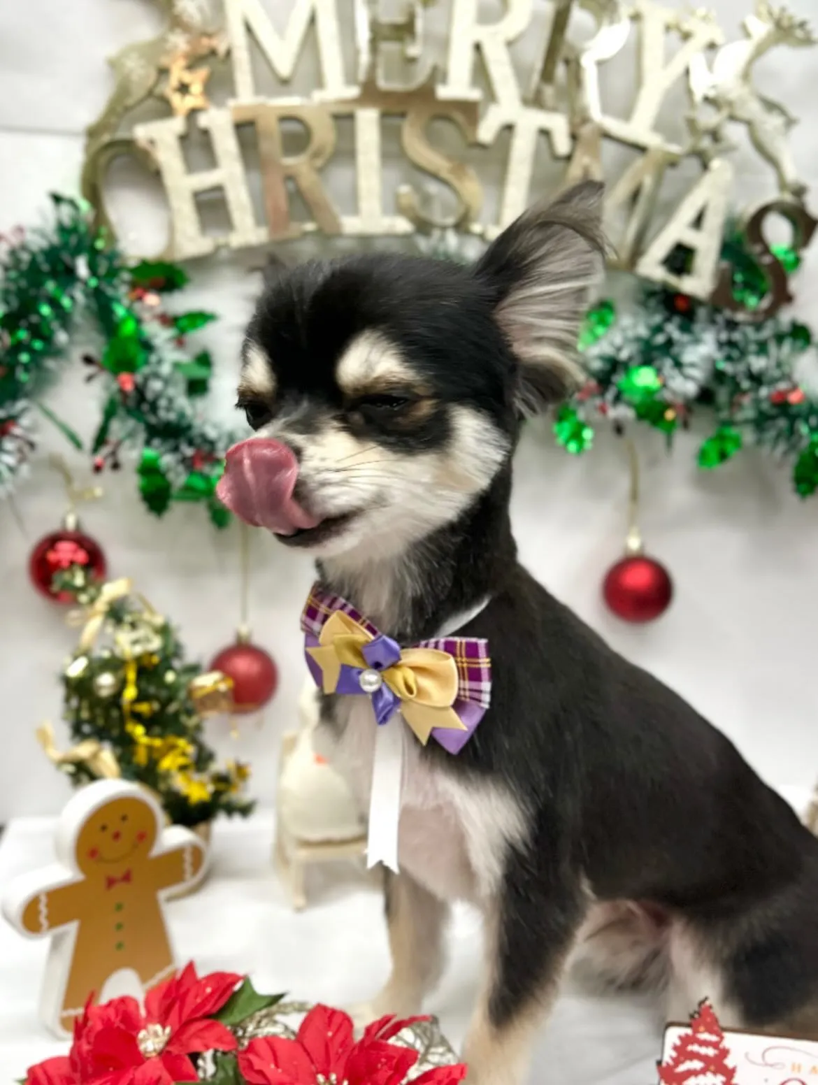 ๐
๐ปใซใคใใ๐