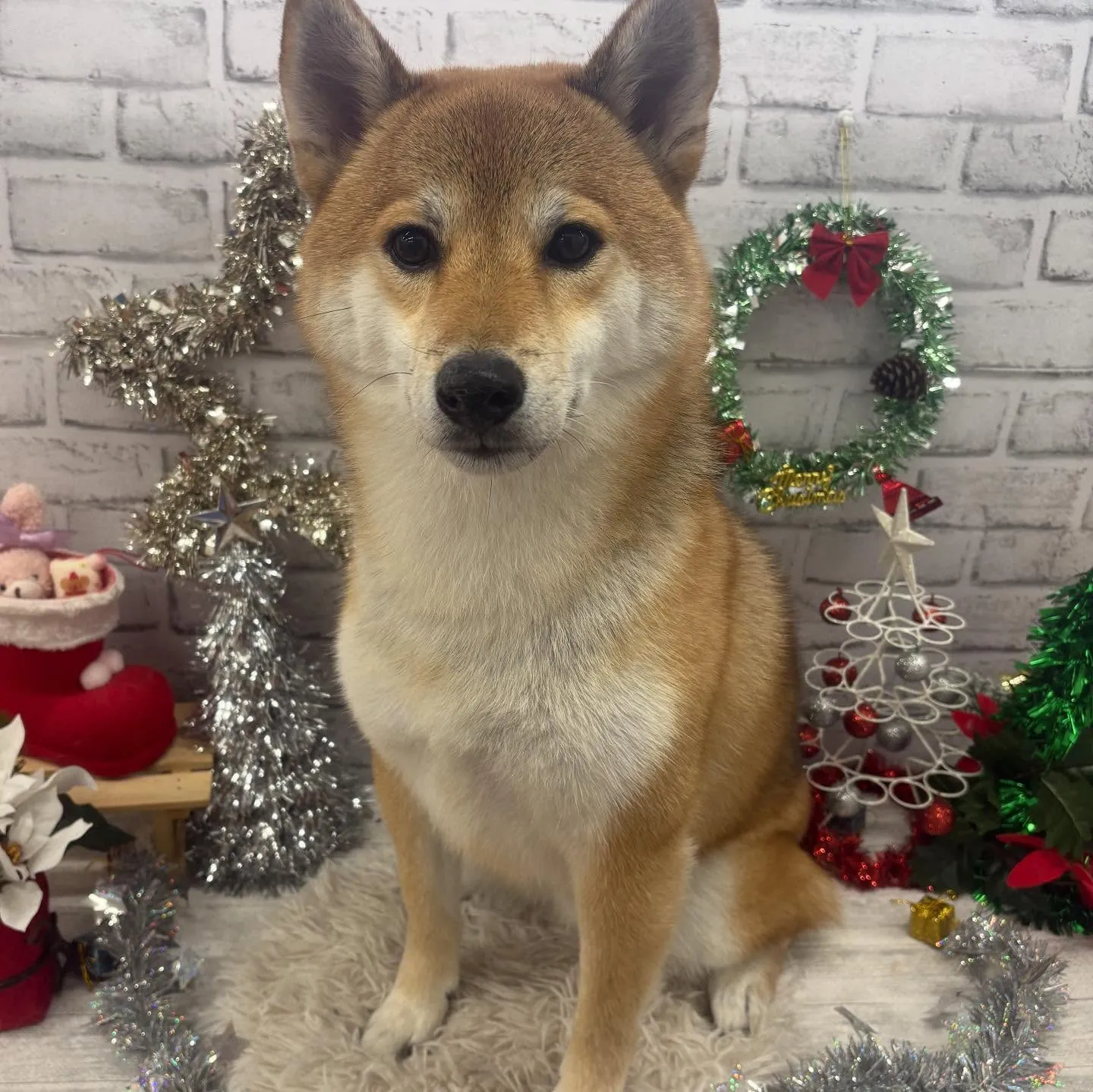 ロイくん🌲⭐️