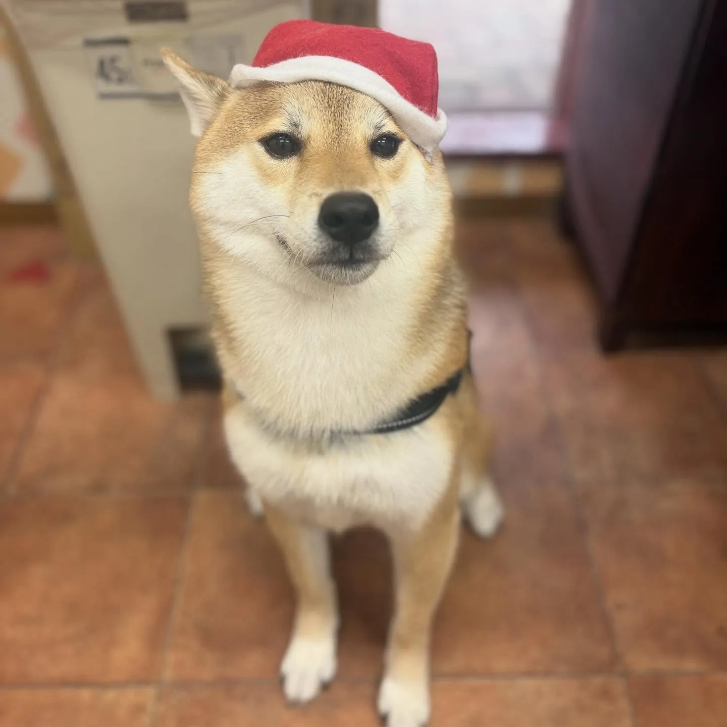 ロイくん🌲⭐️