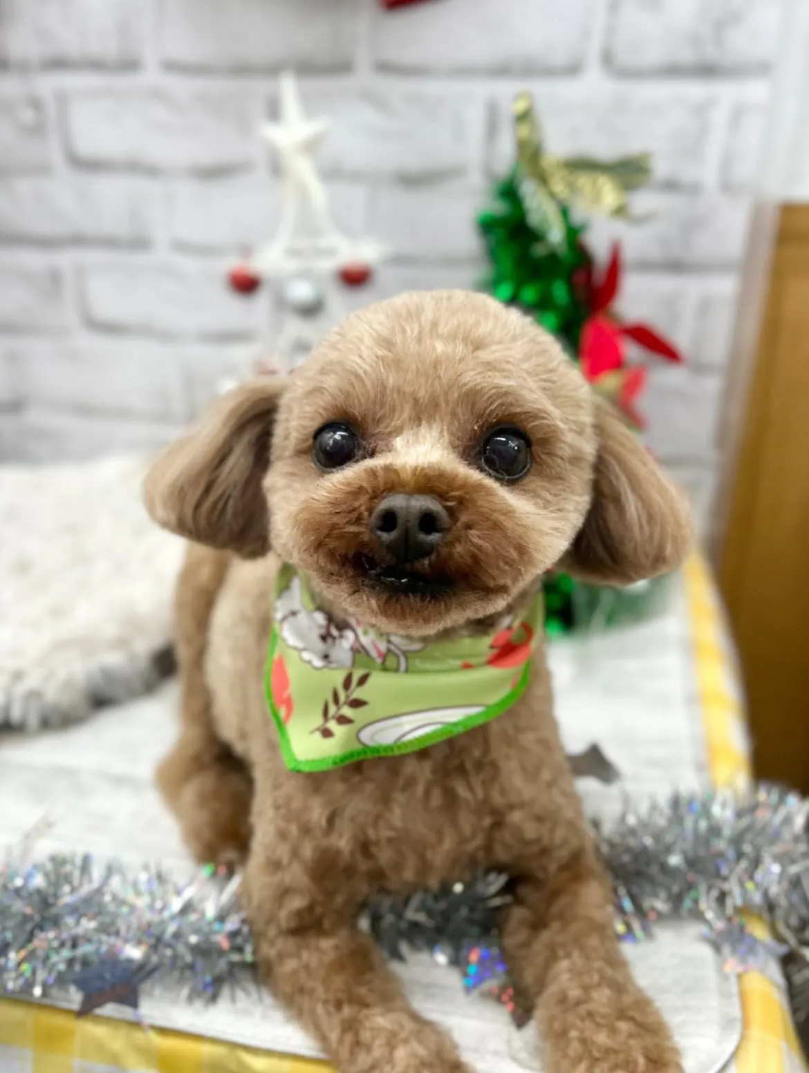 🎅🏻こてつくん🎀