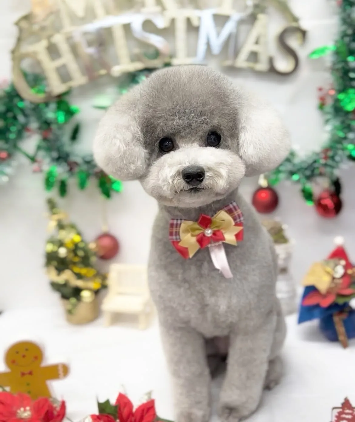 あんずちゃん🎄