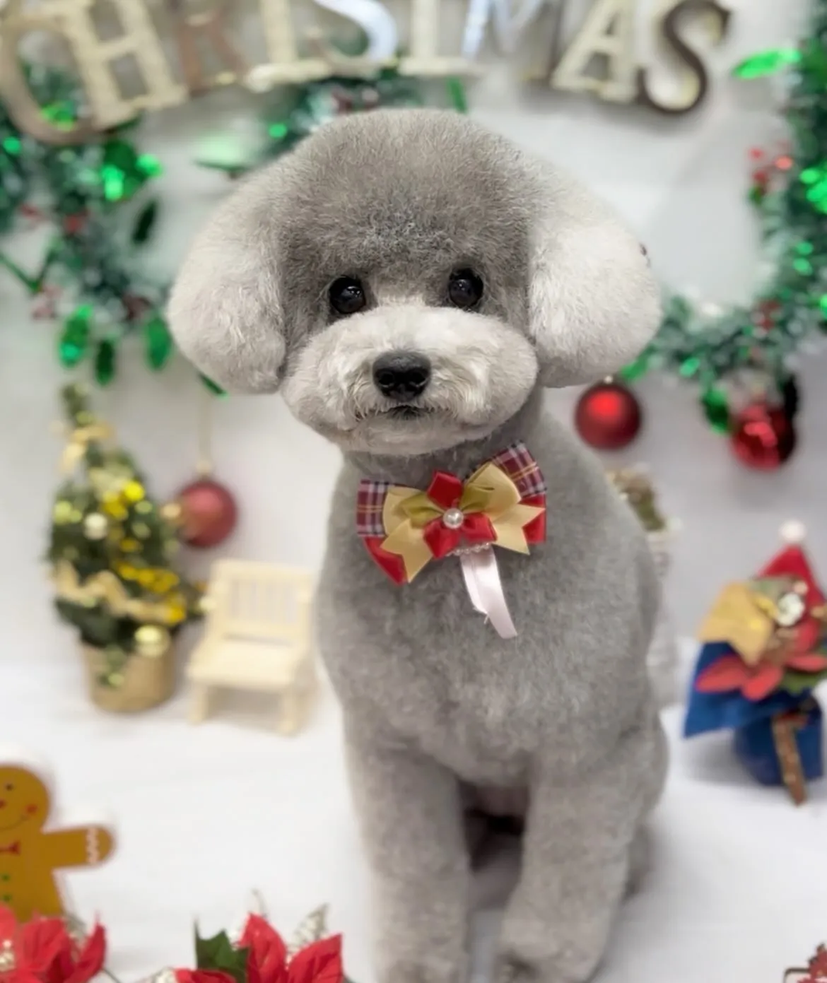 あんずちゃん🎄