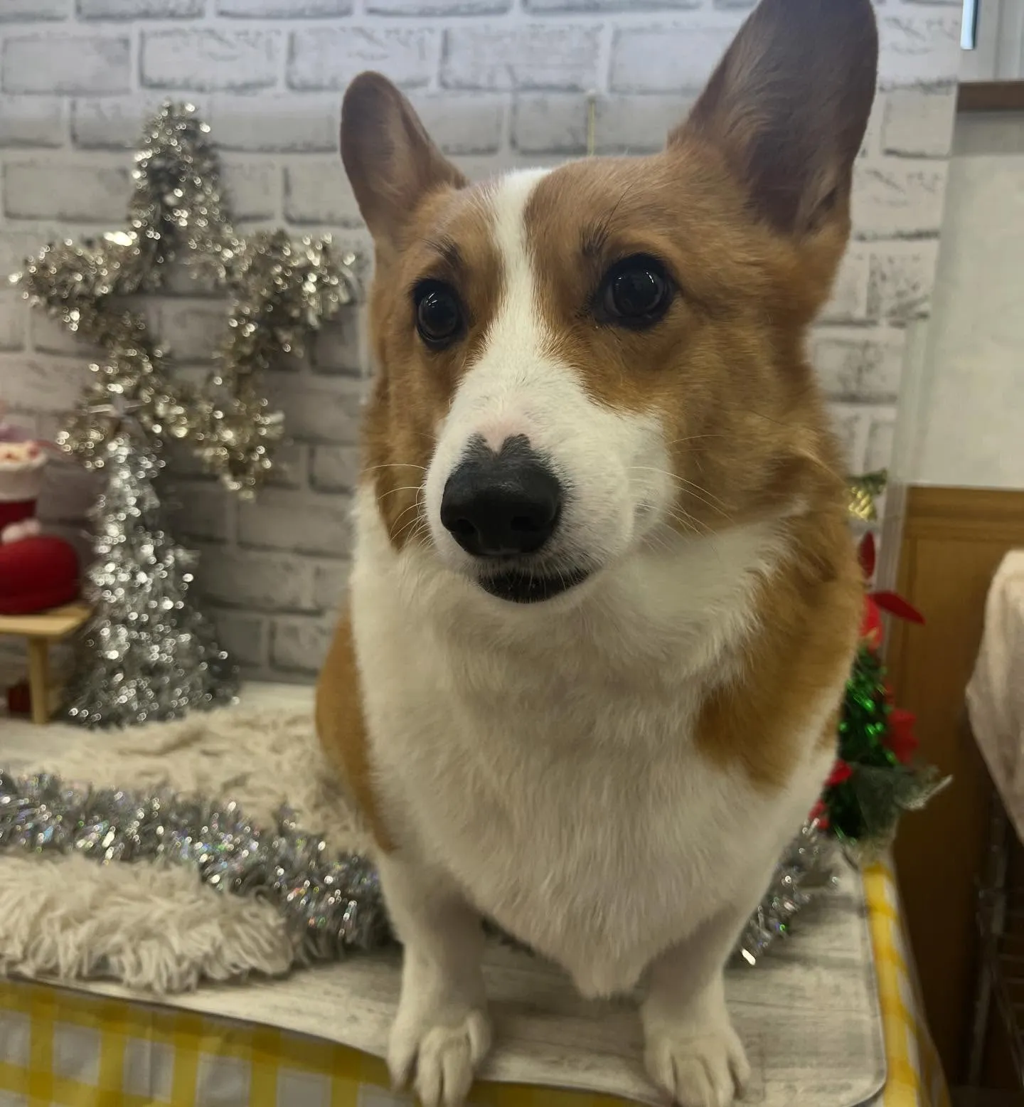 コロロンくん︎💕︎︎