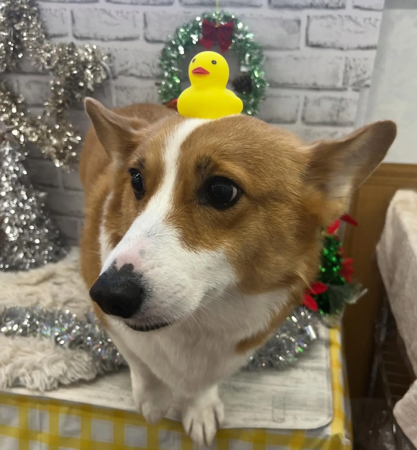 コロロンくん︎💕︎︎