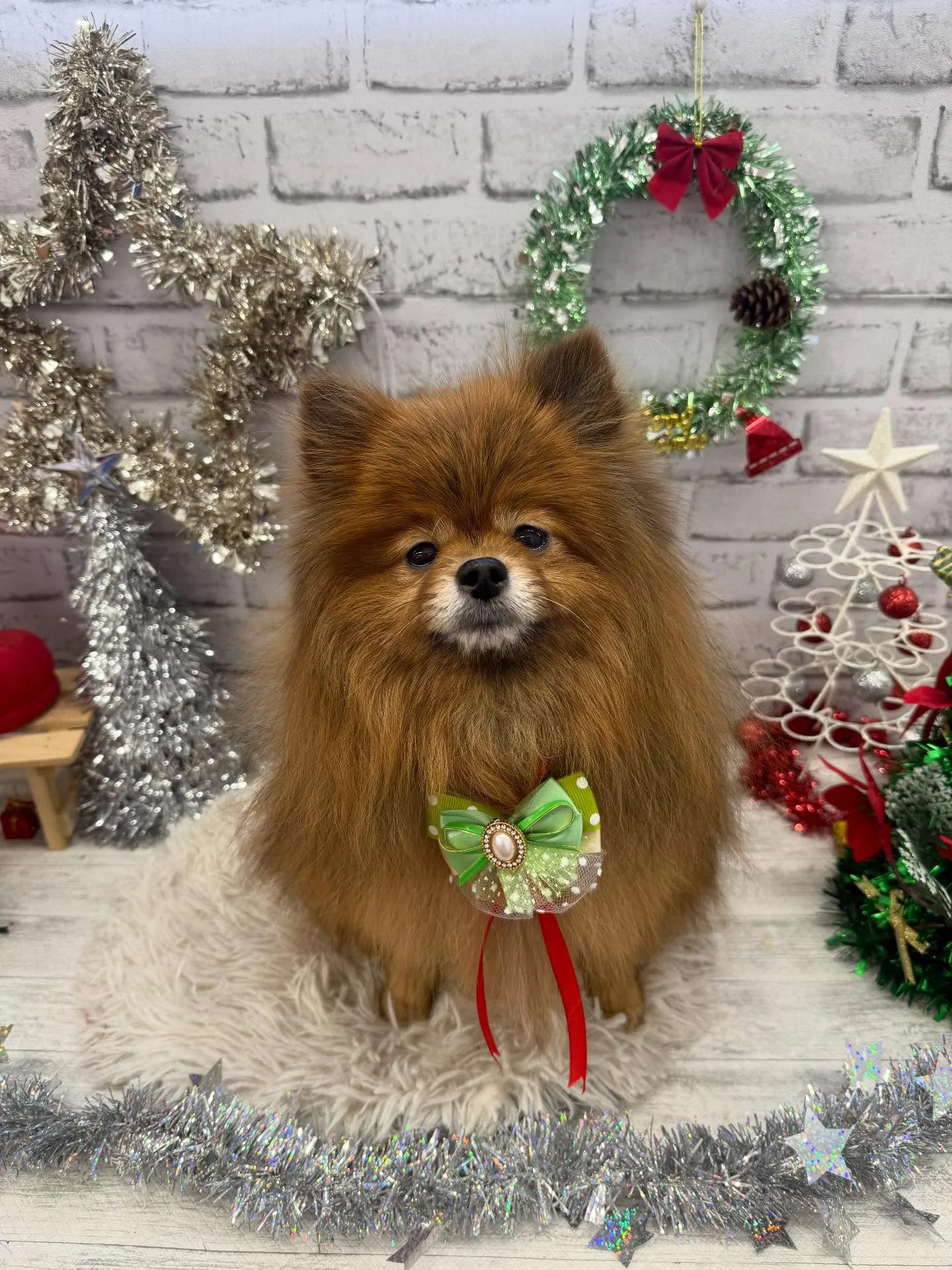 こはくちゃん🍀