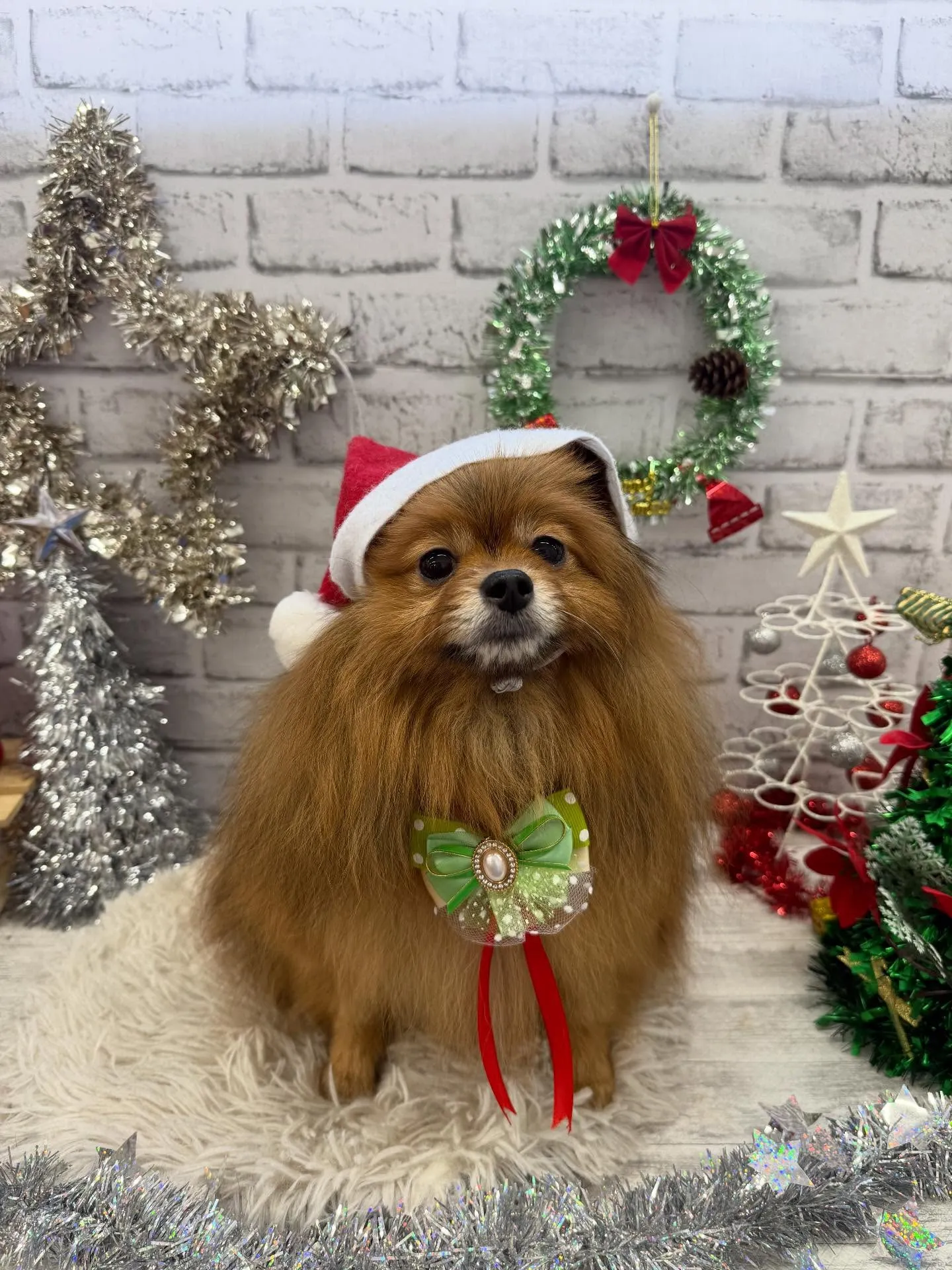 こはくちゃん🍀