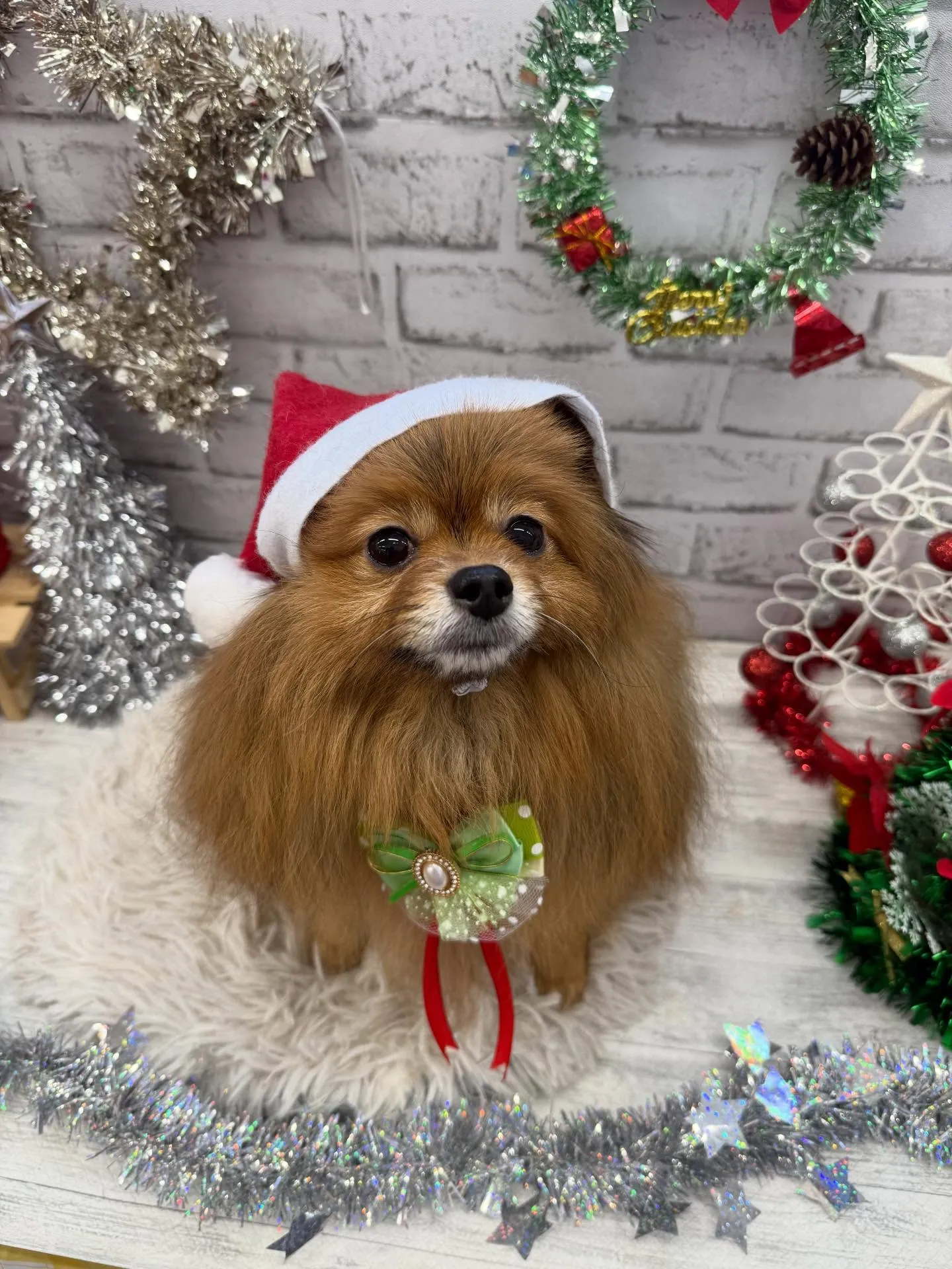 こはくちゃん🍀