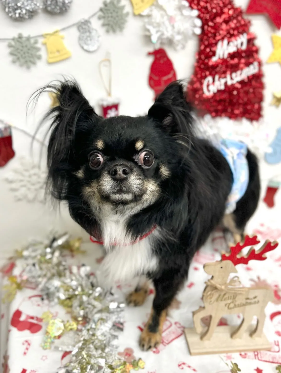 🎀むぎくん🎀