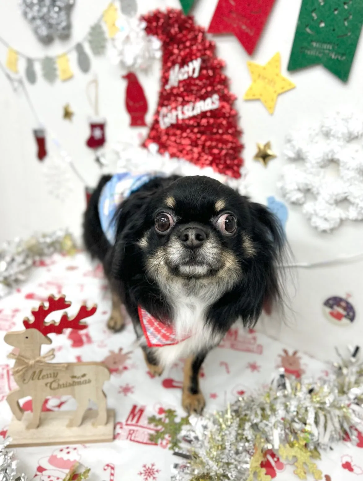 🎀むぎくん🎀