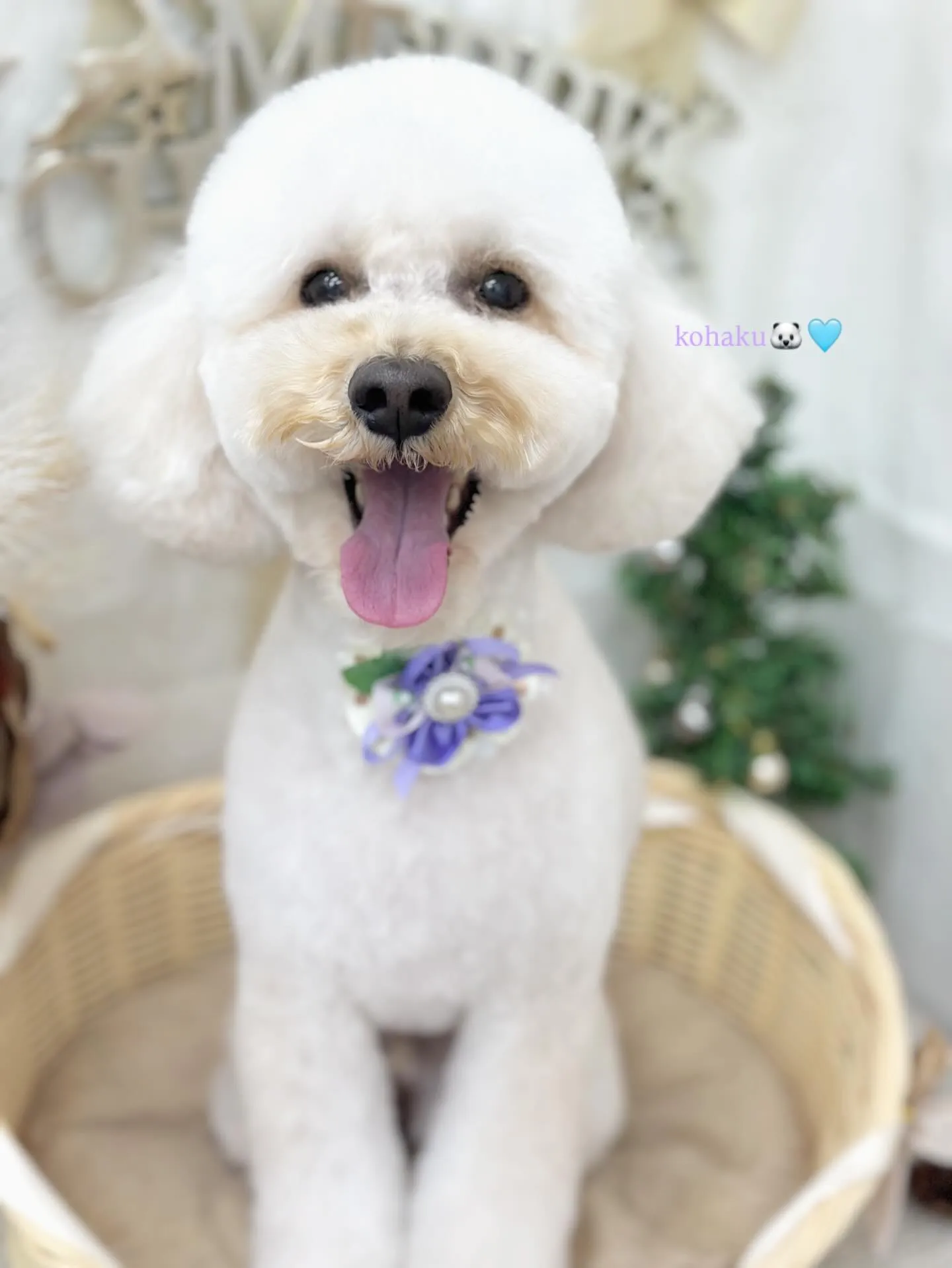こはくくん🐻‍❄️🩵