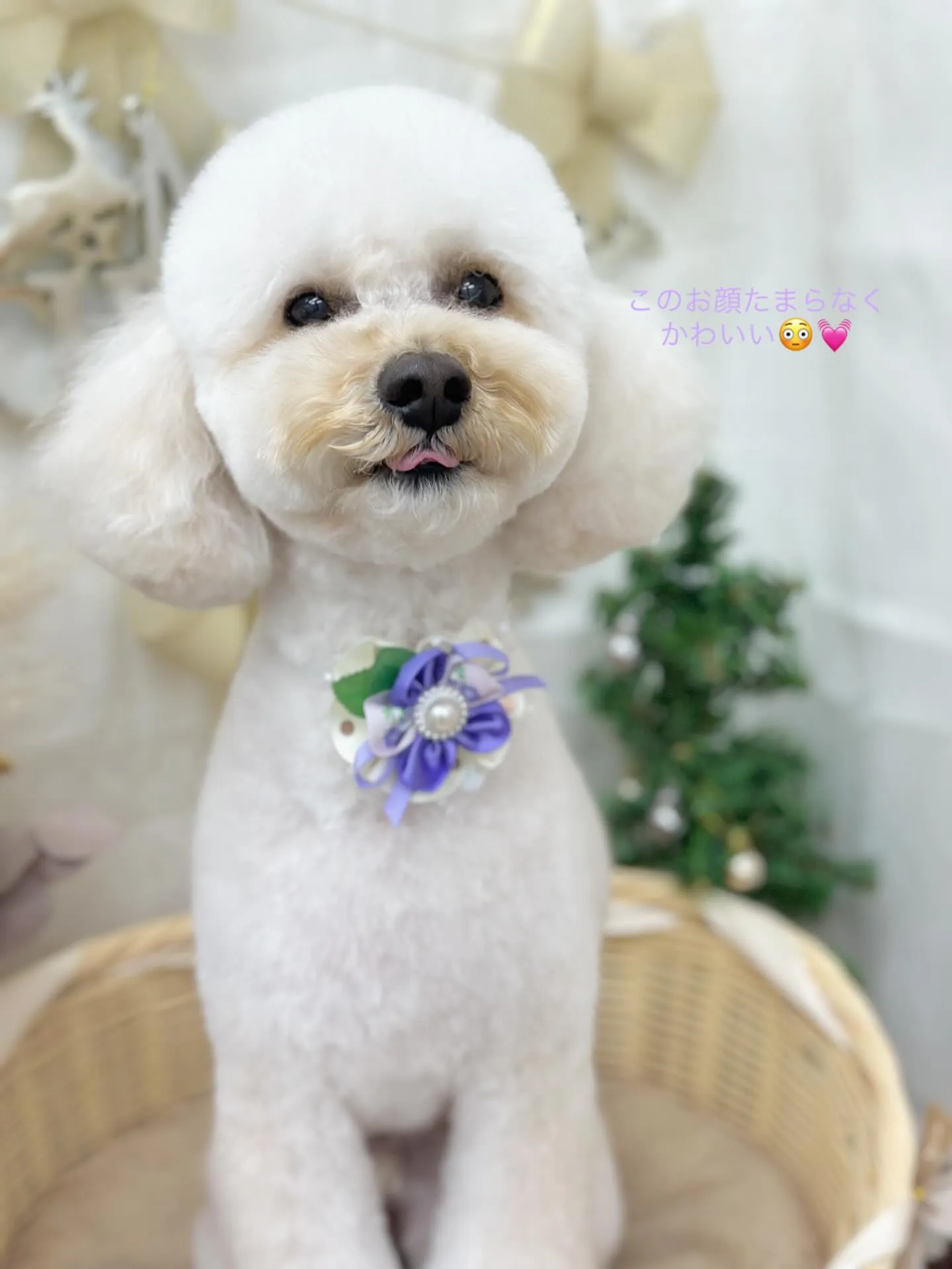 こはくくん🐻‍❄️🩵