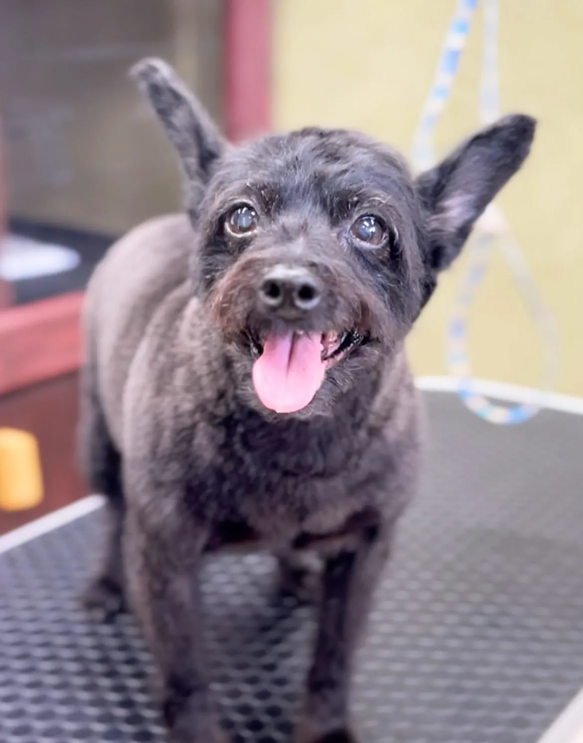 ショコラちゃん🎍