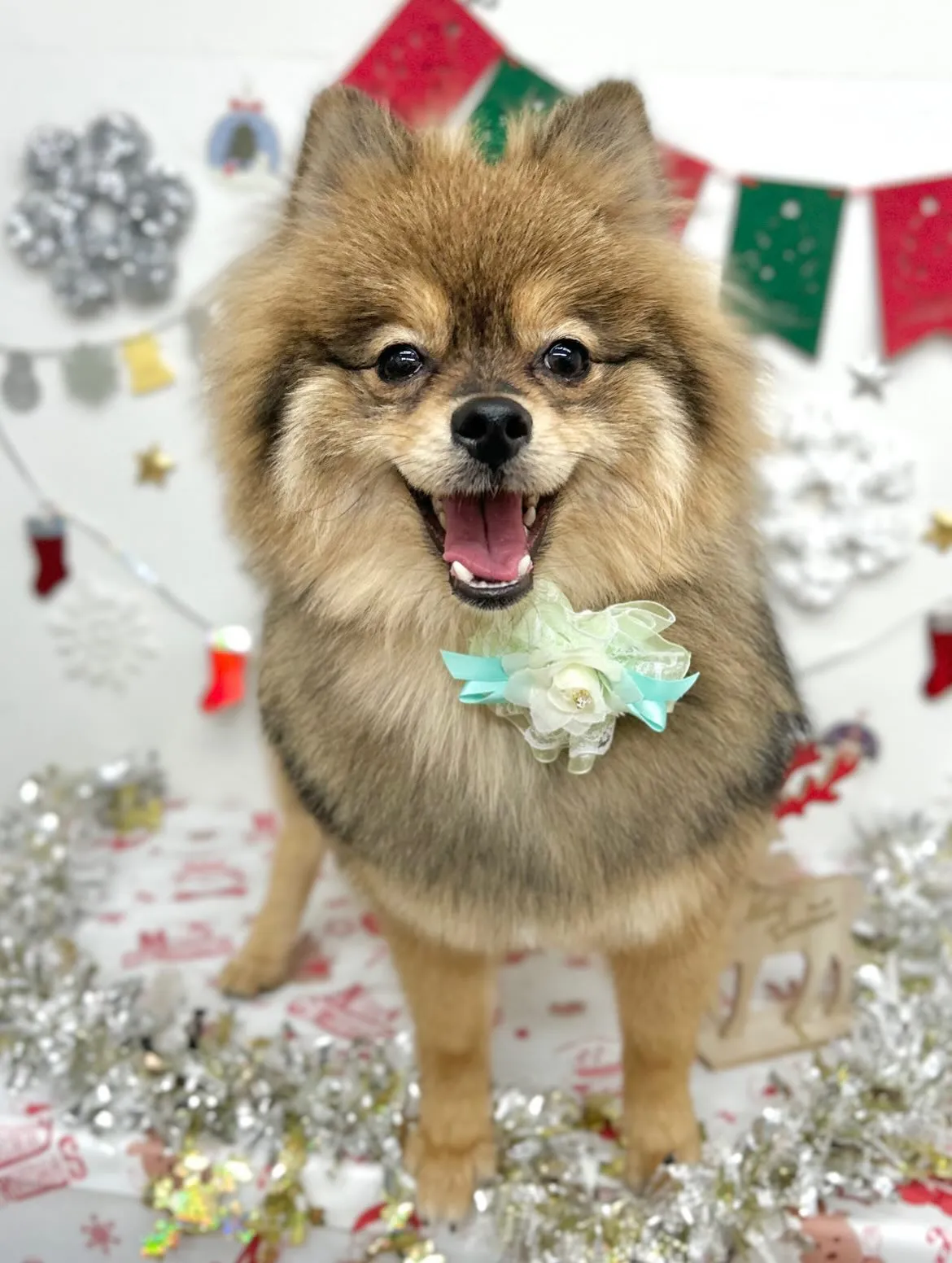 🎀こてつくん🎀