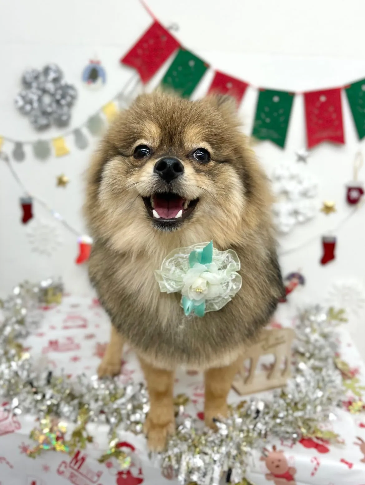 🎀こてつくん🎀